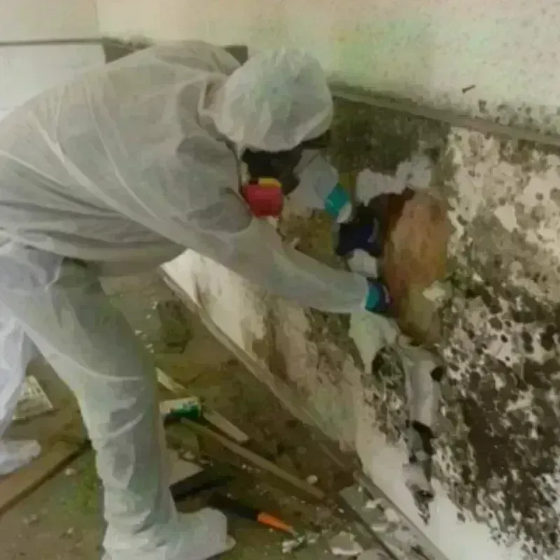 Mold Remediation and Removal in Planada, CA